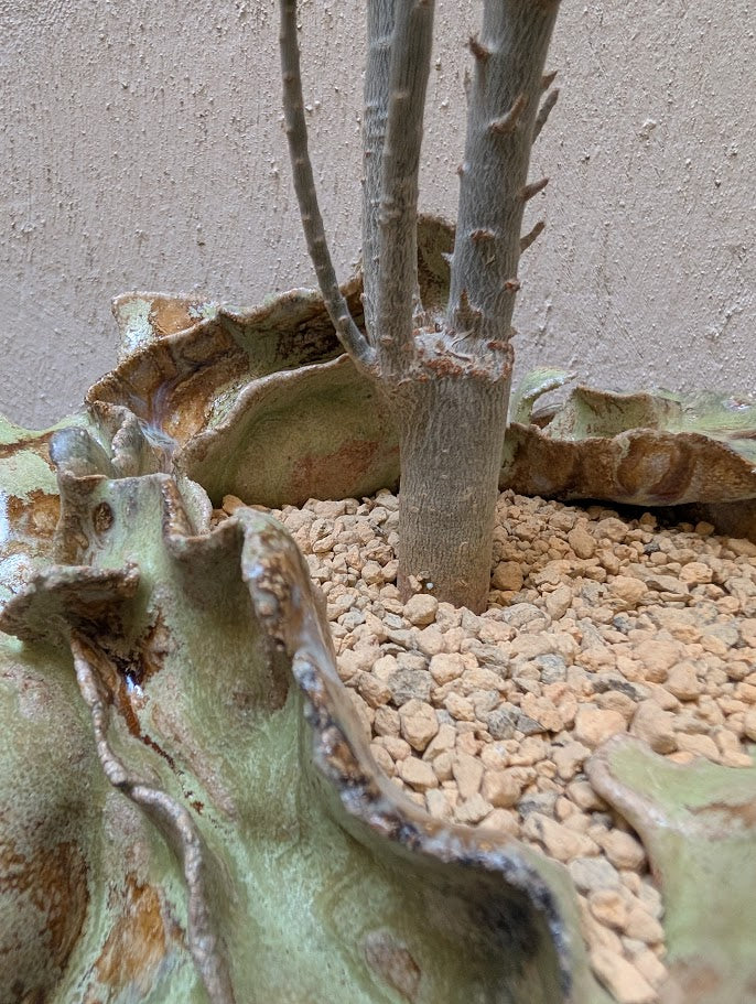 Euphorbia Tardieuana Leandri