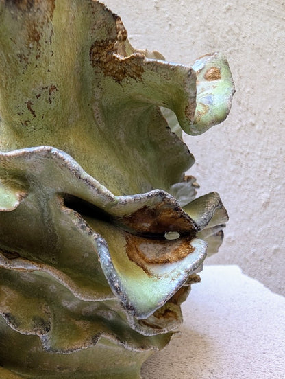 Euphorbia Tardieuana Leandri