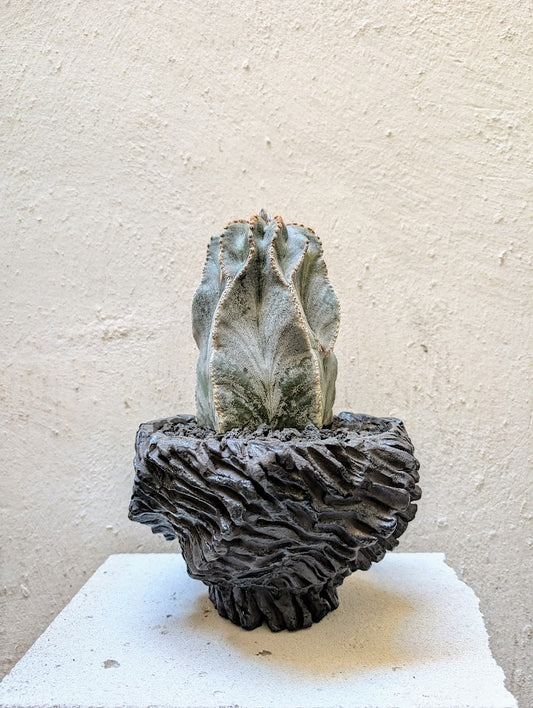 Astrophytum Myriostigma (15 years old)