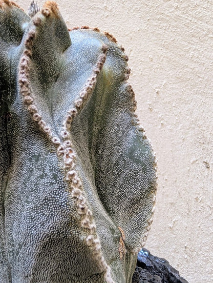 Astrophytum Myriostigma (15 years old)