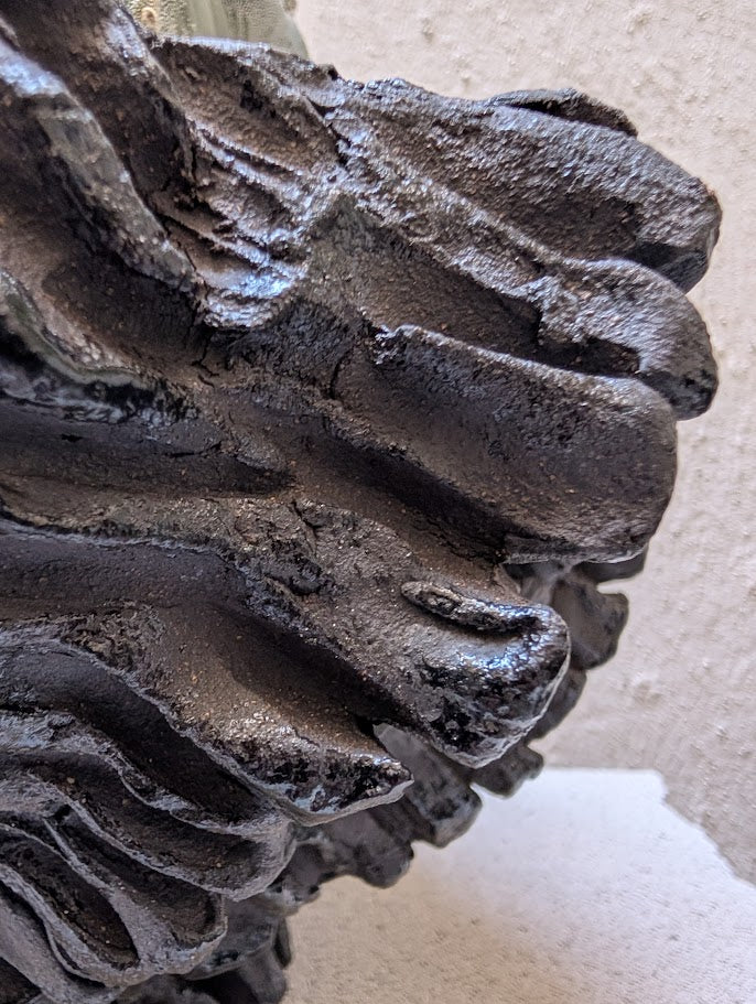 Astrophytum Myriostigma (15 years old)