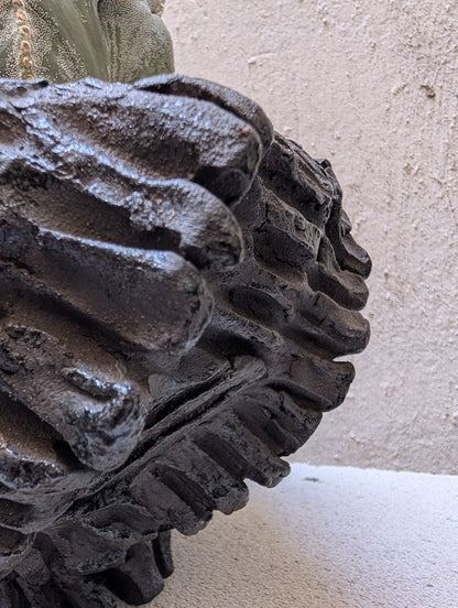 Astrophytum Myriostigma (15 years old)