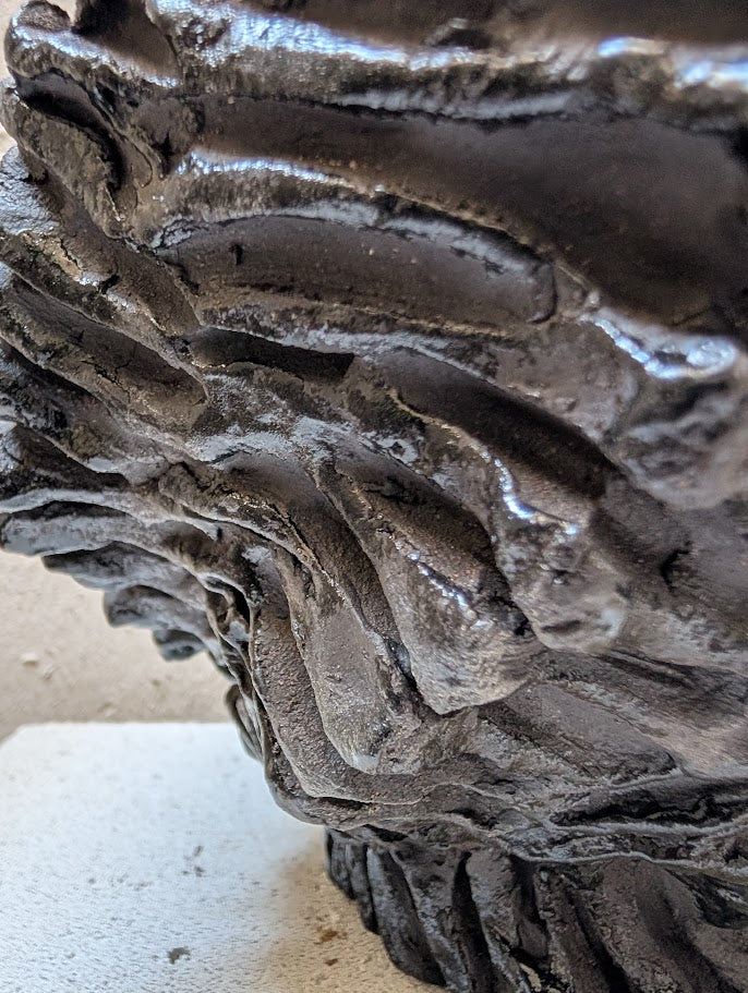 Astrophytum Myriostigma (15 years old)