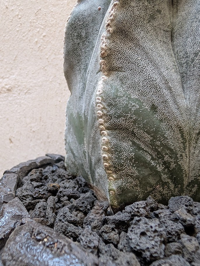 Astrophytum Myriostigma (15 years old)