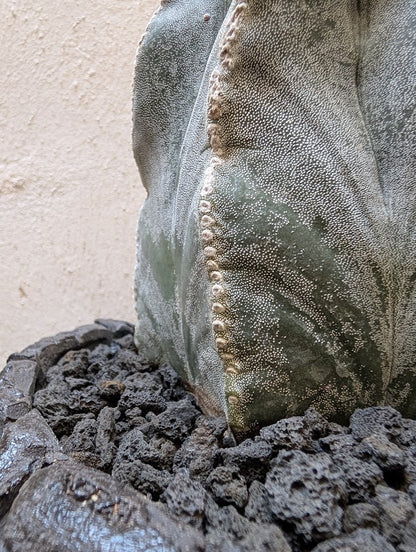 Astrophytum Myriostigma (15 years old)