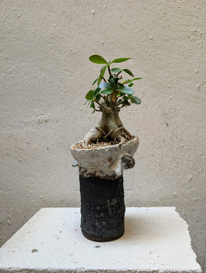 Adenium Baobab