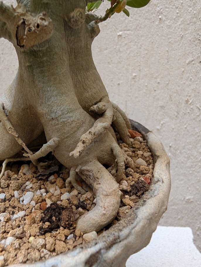 Adenium Baobab