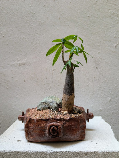 Pachira Aquatica Bonsai