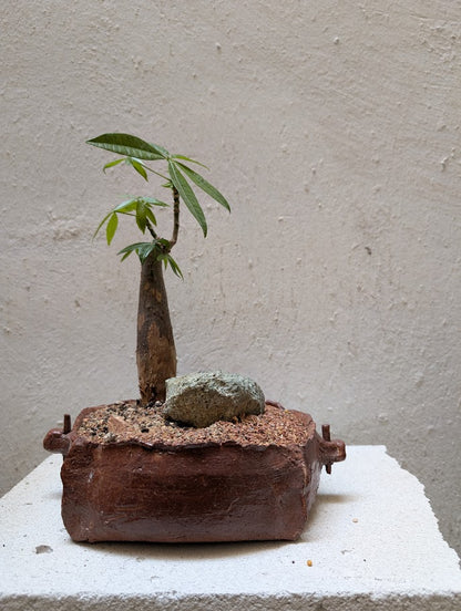 Pachira Aquatica Bonsai