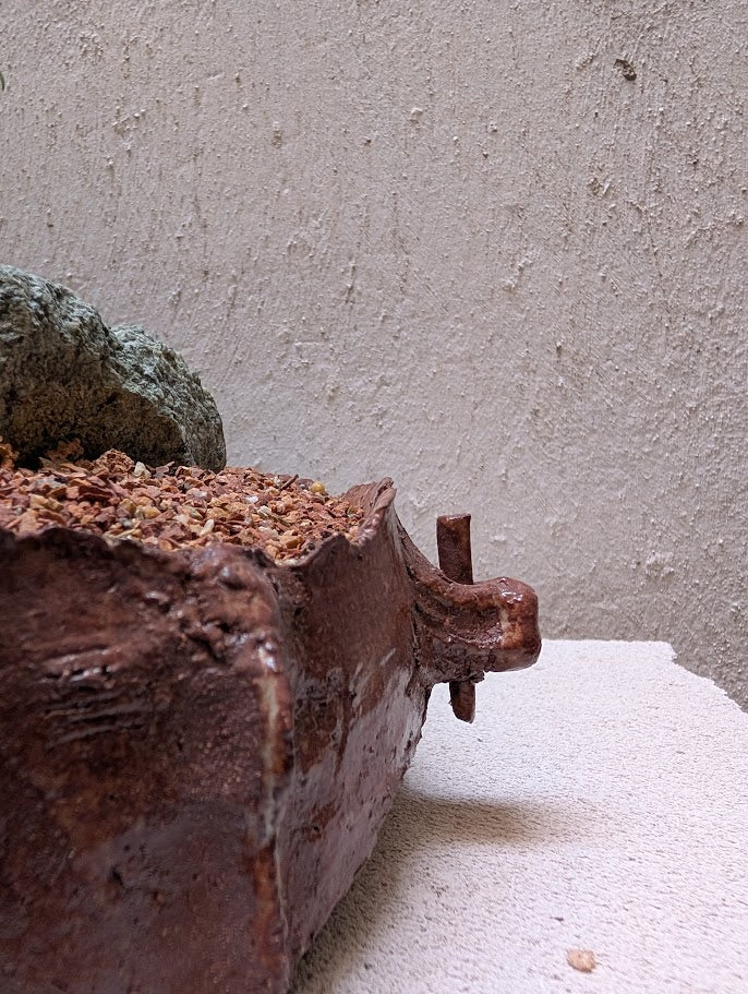 Pachira Aquatica Bonsai