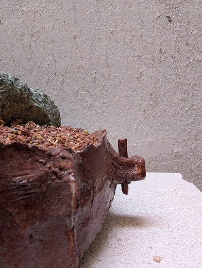 Pachira Aquatica Bonsai