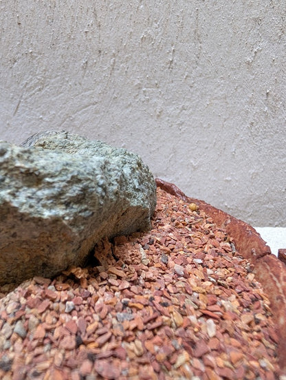 Pachira Aquatica Bonsai