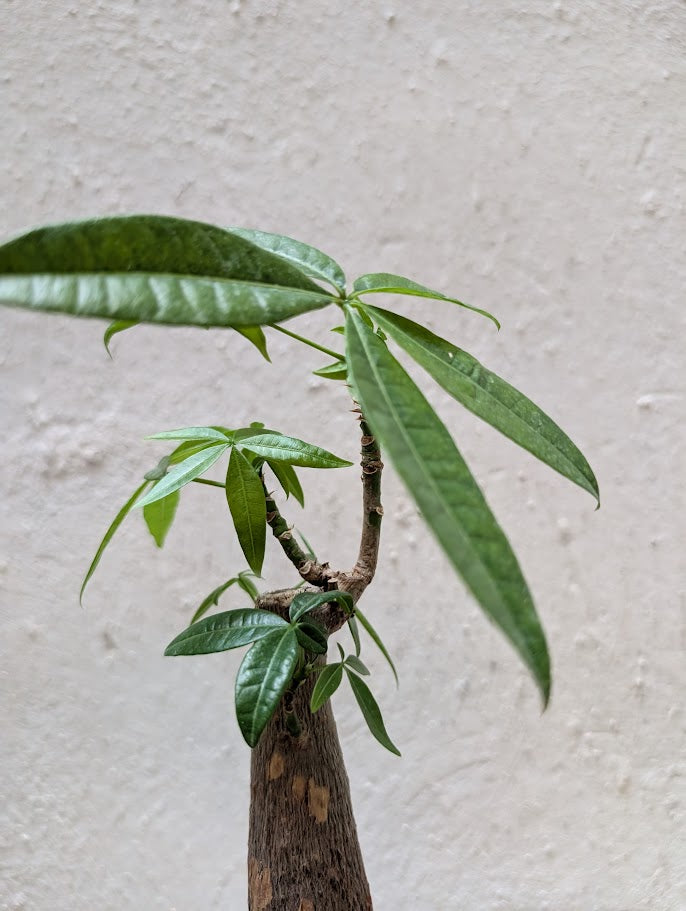 Pachira Aquatica Bonsai