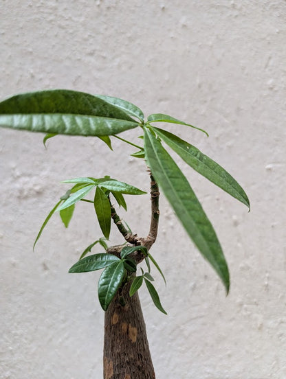 Pachira Aquatica Bonsai