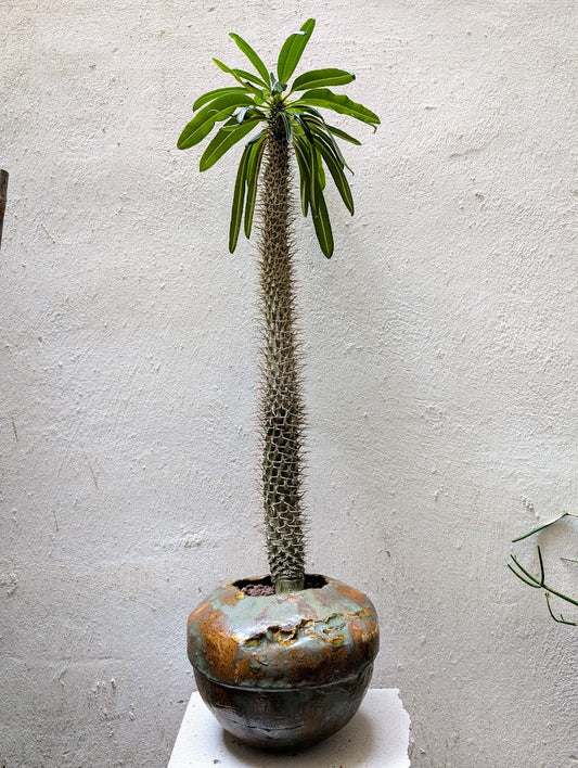Pachypodium Lamerei Tree