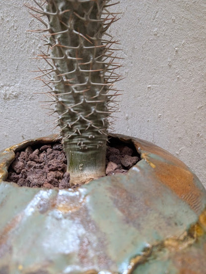 Pachypodium Lamerei Tree