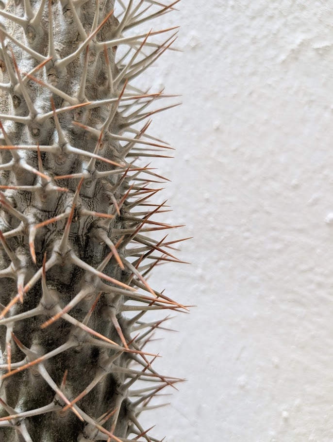 Pachypodium Lamerei Tree