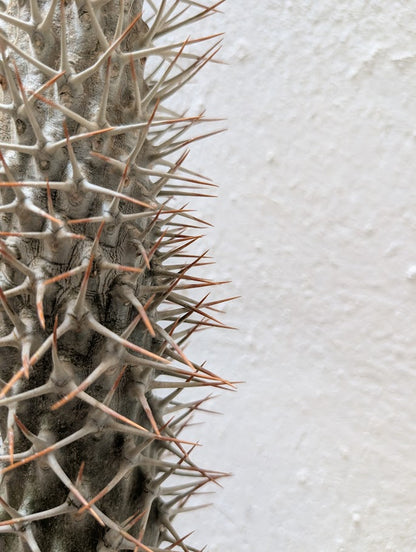 Pachypodium Lamerei Tree