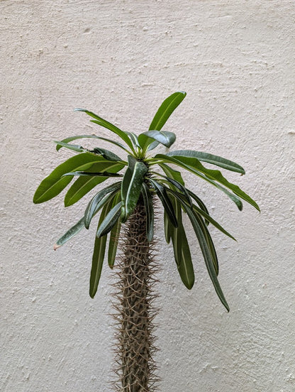 Pachypodium Lamerei Tree