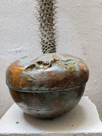 Pachypodium Lamerei Tree