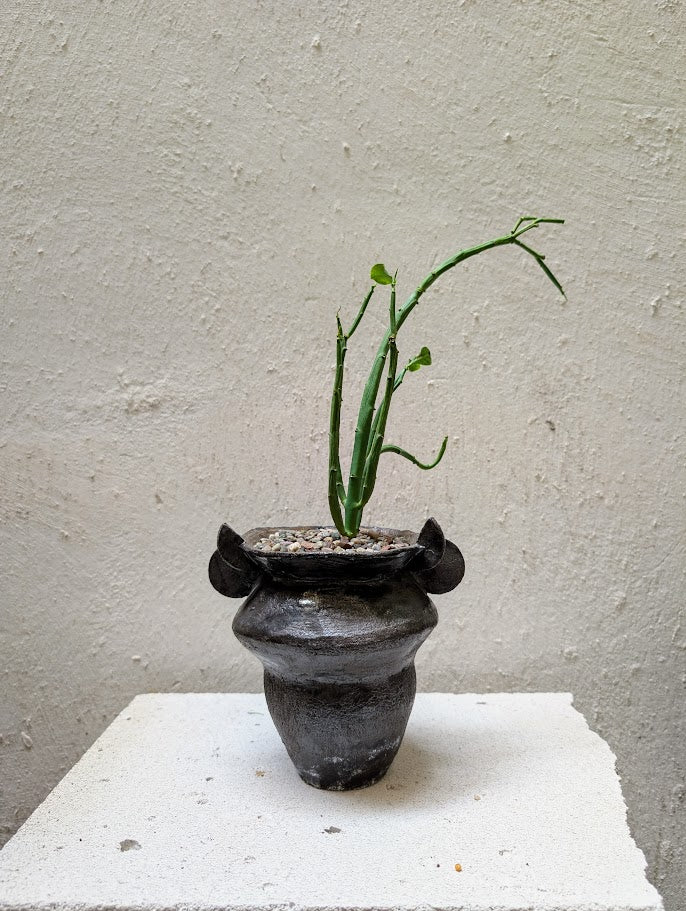 Euphorbia Heterodoxa