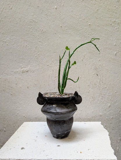 Euphorbia Heterodoxa