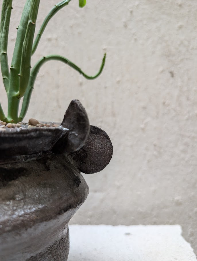 Euphorbia Heterodoxa