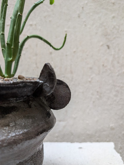 Euphorbia Heterodoxa