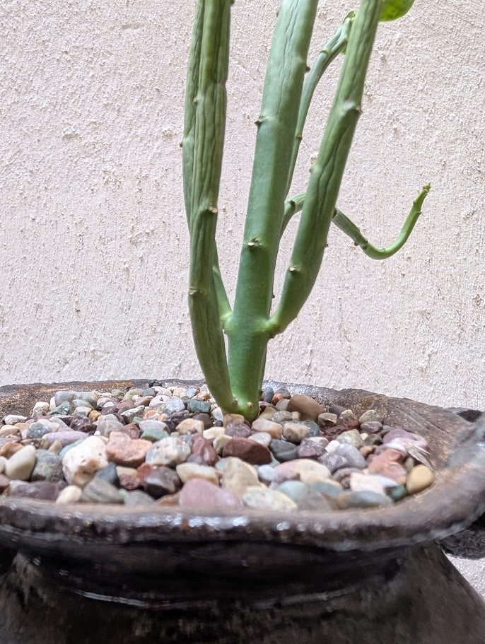 Euphorbia Heterodoxa