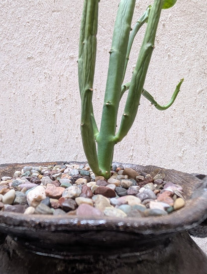 Euphorbia Heterodoxa