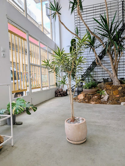 Dracaena Reflexa in Sand Ceramic – Styled by Neraw