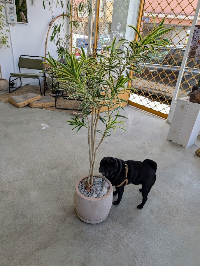 Dracaena Reflexa in Sand Ceramic – Styled by Neraw