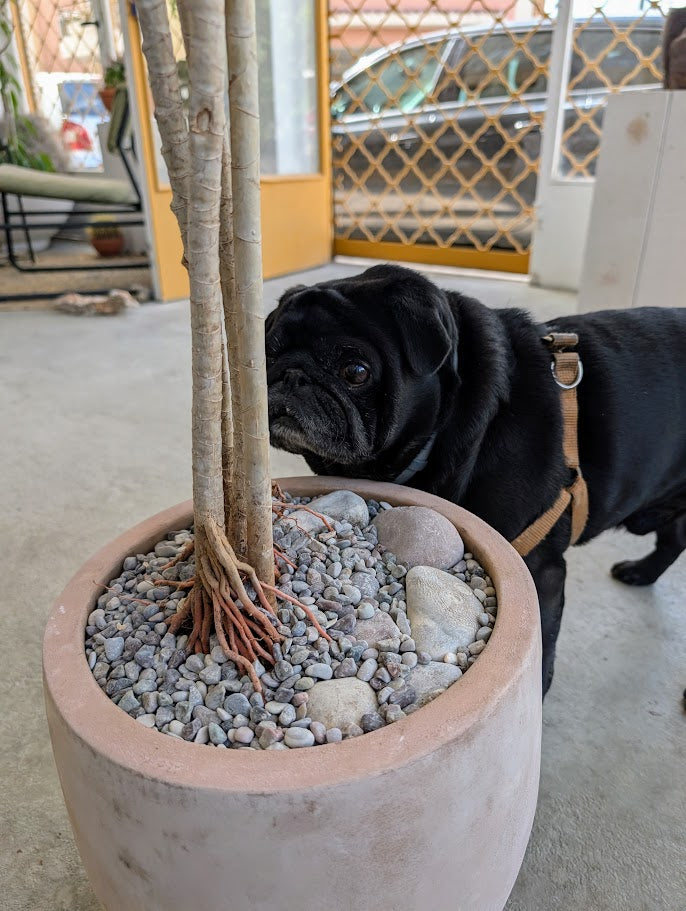Dracaena Reflexa in Sand Ceramic – Styled by Neraw