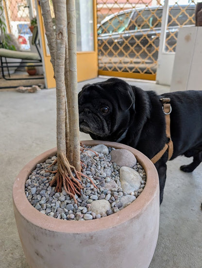 Dracaena Reflexa in Sand Ceramic – Styled by Neraw