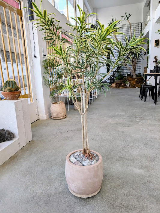 Dracaena Reflexa in Sand Ceramic – Styled by Neraw