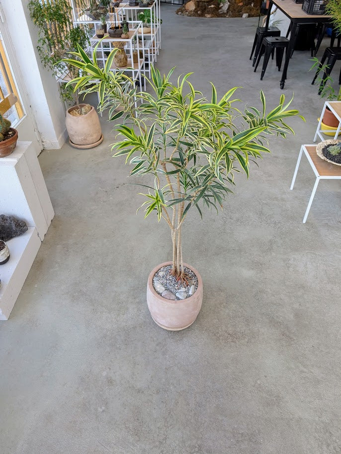 Dracaena Reflexa in Sand Ceramic – Styled by Neraw