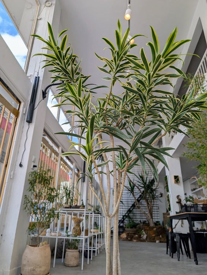 Dracaena Reflexa in Sand Ceramic – Styled by Neraw