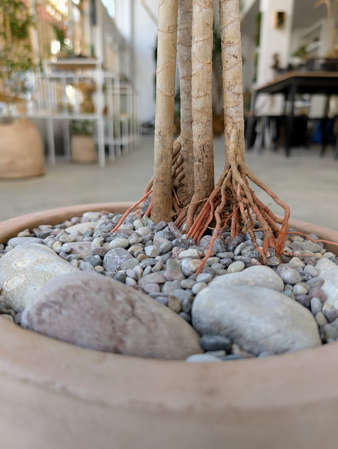 Dracaena Reflexa in Sand Ceramic – Styled by Neraw