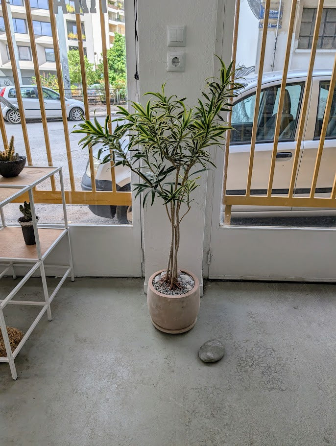 Dracaena Reflexa in Sand Ceramic – Styled by Neraw