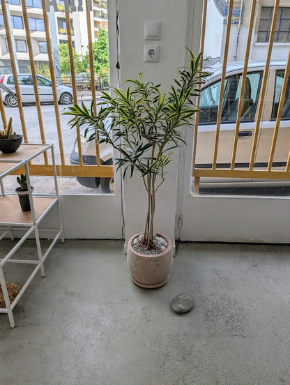 Dracaena Reflexa in Sand Ceramic – Styled by Neraw