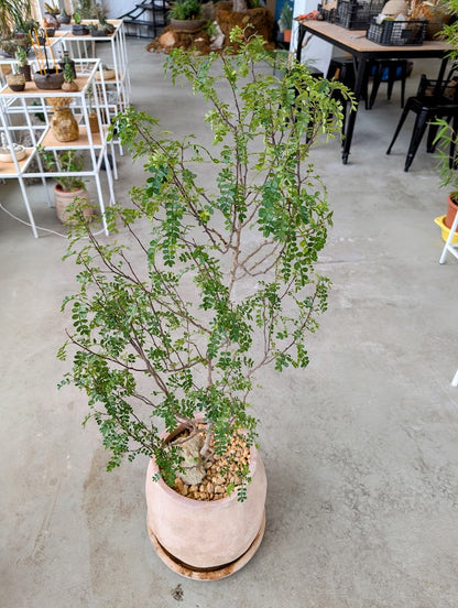 Chinese Pepper Tree in Sand Ceramic – Styled by Neraw