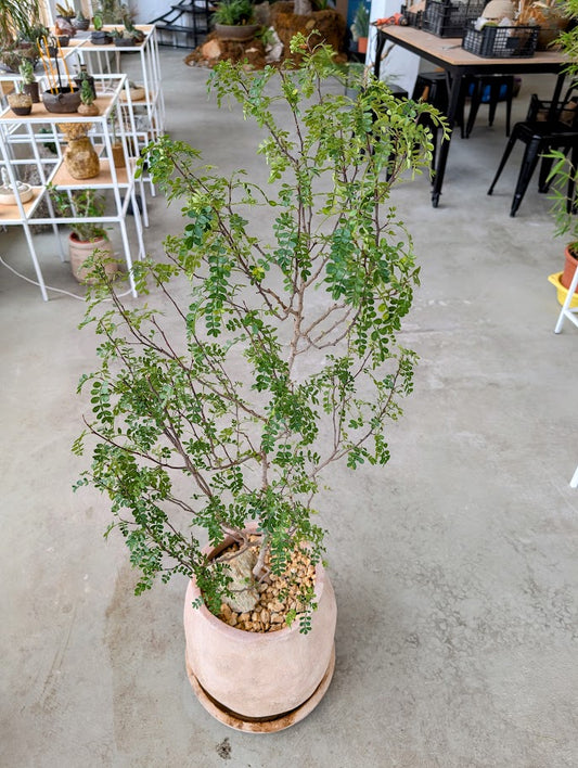 Chinese Pepper Tree in Sand Ceramic – Styled by Neraw