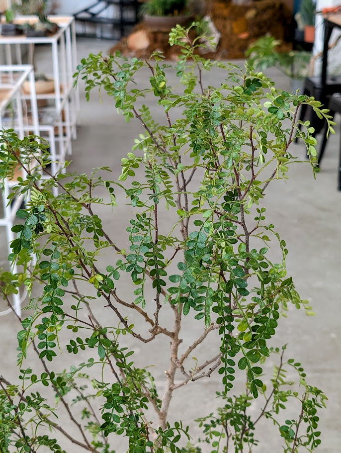 Chinese Pepper Tree in Sand Ceramic – Styled by Neraw
