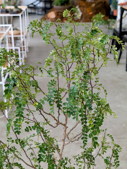 Chinese Pepper Tree in Sand Ceramic – Styled by Neraw
