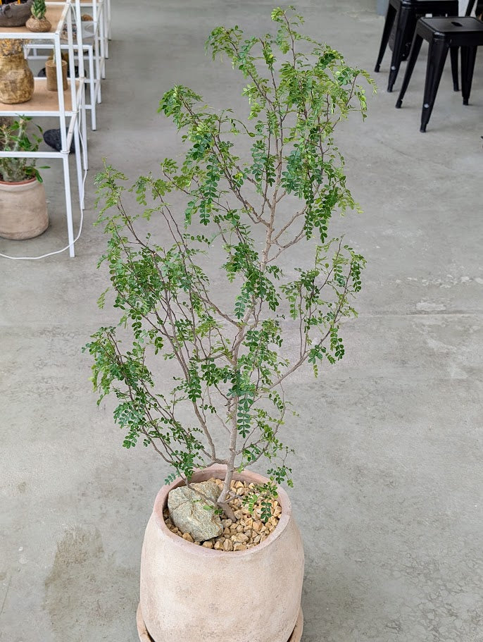 Chinese Pepper Tree in Sand Ceramic – Styled by Neraw