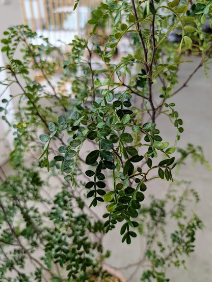 Chinese Pepper Tree in Sand Ceramic – Styled by Neraw