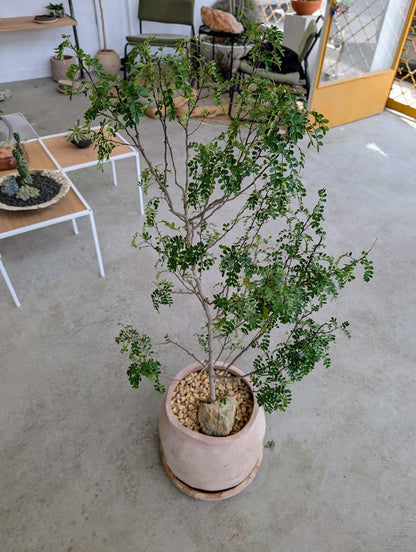 Chinese Pepper Tree in Sand Ceramic – Styled by Neraw