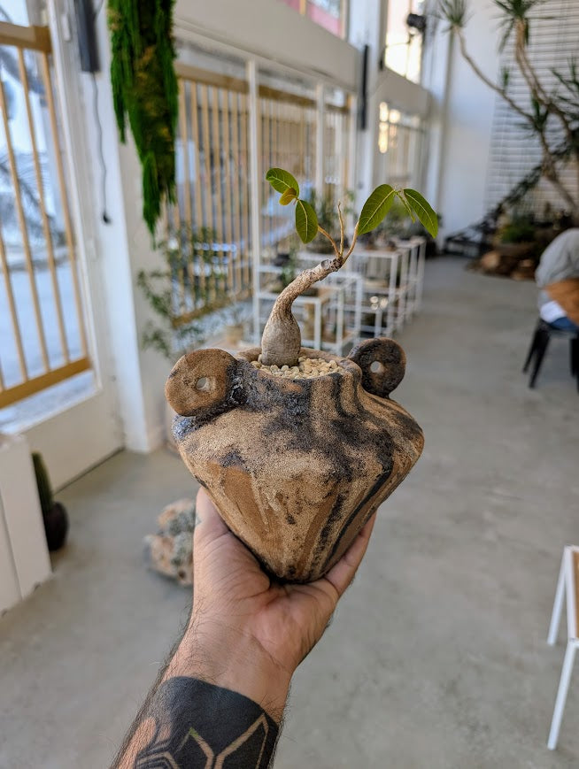 Phyllanthus Mirabilis