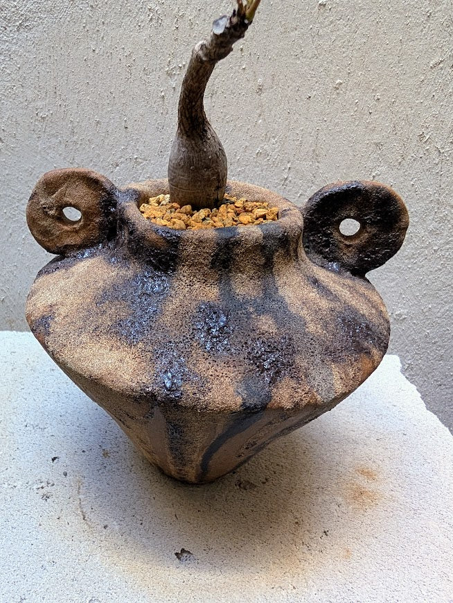 Phyllanthus Mirabilis