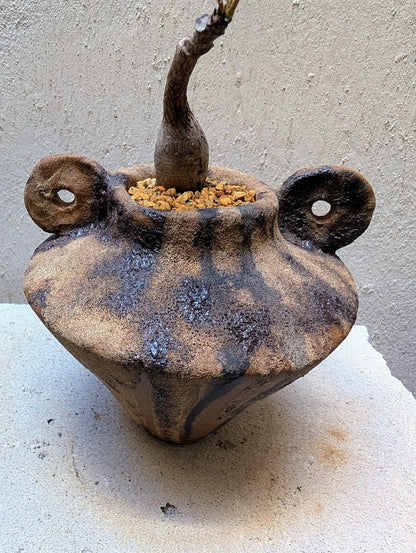 Phyllanthus Mirabilis